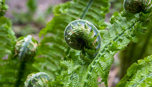 Matteuccia 的蕨类植物螺旋是蕨类植物的一个属 只有一个物种 俗名鸵鸟蕨 蕨菜蕨或羽毛球蕨森林生长环境花园魔法叶子圆圈生图片