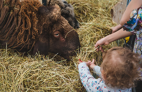 孩子喂羊 有选择地集中注意力哺乳动物羊肉喂养童年活动食物农场山羊动物园水果图片