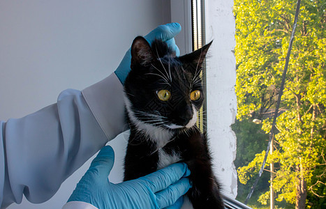 在兽医诊所与兽医医生一起对动物进行检查 并用耳朵孩子卫生病人专家宠物猫咪药品实验室医院图片