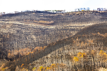 托斯卡纳山被火灾摧毁图片