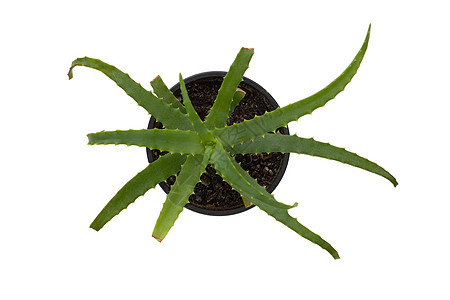 aloe vera 的顶端视图高清图片