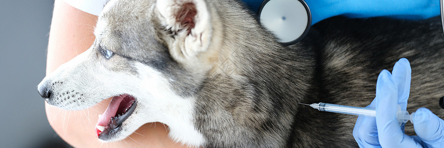 医生兽医在诊所给狗注射疫苗 在诊所为狗注射诊断考试剂量预防药物动物专家宠物犬类治愈图片