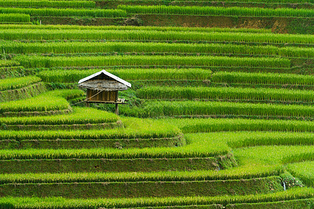 越南的田间稻田种植园农场场地环境地标收成阳台旅行季节下雨图片