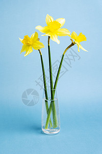 蓝色背景的黄色花朵 新的春花 鲜花图片