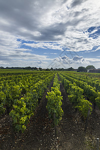 法国阿基塔内波尔多圣朱利安-贝切维尔附近的典型葡萄园图片