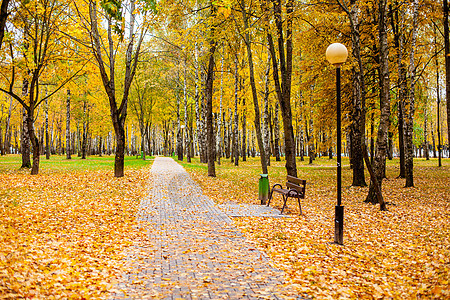 秋天在城市公园的黄叶人行道图片