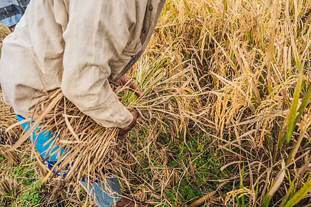 乌米粽印度尼西亚农民在巴厘岛乌布的田里筛选水稻 中国农村 越南 泰国 缅甸 菲律宾的常见做法工人生活幸福太阳食物小麦风景稻草粮食农田背景
