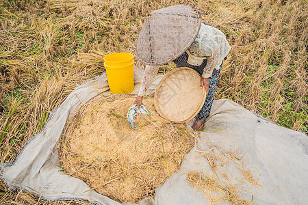 印度尼西亚农民在巴厘岛乌布的田里筛选水稻 中国农村 越南 泰国 缅甸 菲律宾的常见做法种子叶子场地栽培风景工作粮食小麦农业谷物图片