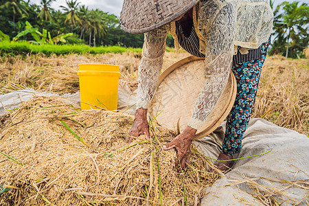 印度尼西亚农民在巴厘岛乌布的田里筛选水稻 中国农村 越南 泰国 缅甸 菲律宾的常见做法土地生长农业季节女士培育工人植物种子栽培图片