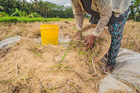 印度尼西亚农民在巴厘岛乌布的田里筛选水稻 中国农村 越南 泰国 缅甸 菲律宾的常见做法谷物粮食收成食物工人劳动种植园太阳日落生活图片
