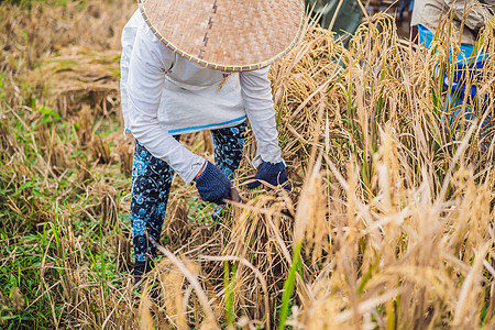 印度尼西亚农民在巴厘岛乌布的田里筛选水稻 中国农村 越南 泰国 缅甸 菲律宾的常见做法农业热带稻田文化农场工人太阳男人收成场地图片