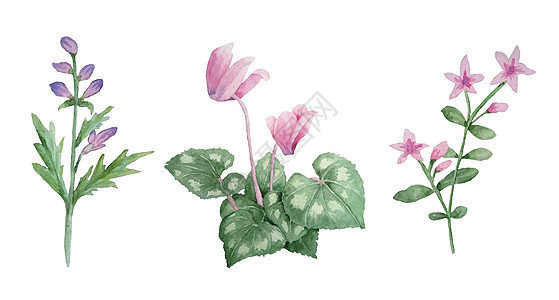 粉红色紫色仙客来野花的水彩手绘插图 森林木林地自然植物 逼真的设计叶花瓣 用于婚礼卡 邀请函 设计纺织品图片