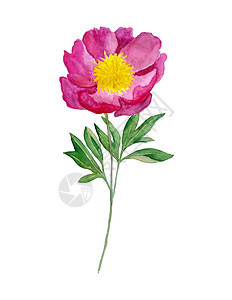 水彩手绘插图深粉色红色牡丹与 greaan 叶叶茎 花艺设计自然花 春夏绽放开花植物群 对于婚礼请柬浪漫的绘画元素图片