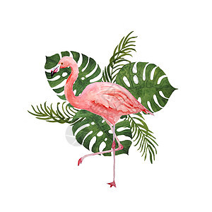 水彩手绘画 用粉红火烈鸟和热带绿色野兽 棕榈林树叶作为背景 暑假概念;印卡片请柬T恤装饰品图片