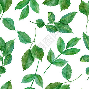 水彩手绘制了无缝的图案 绿色叶子自然绿叶 野生草药织印设计 壁纸纺织品优美的花叶背景插图植物打印艺术风格植物群装饰手绘墙纸绘画图片