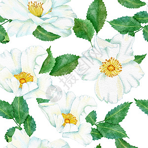 绿色叶子白色蓝色条纹印面背景 壁纸纺织品自然优雅的胜利型设计图案和花岗花叶花束荒野植物群花园插图婚礼绘画植物学玫瑰手绘图片