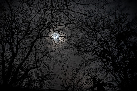 夜里 满月在阴云的天空中 从树枝中看见黑夜爬坡森林农村星星黑暗车道建筑天气草地曲线图片