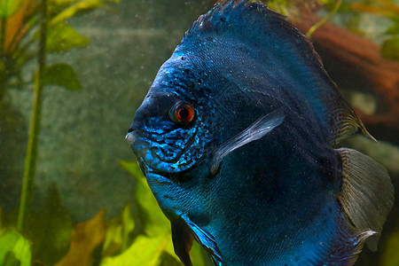 在水族馆里讨论鱼的问题 水族馆的鱼蓝色科鱼热带潜水野生动物植物红色铁饼条纹动物图片