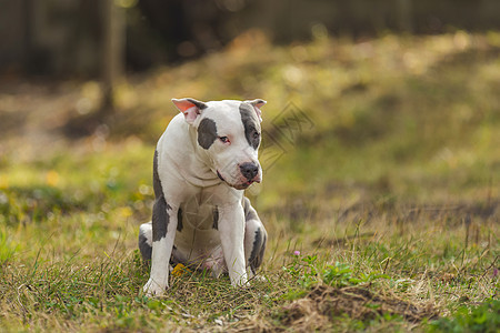 正面斗牛公牛朋友宠物犬类伴侣动物主题斗牛犬操场情感流浪图片