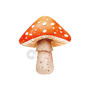水彩色插图 用Fly Agaric蘑菇绘制 手画了毒真菌 白本底隔离的森林可爱蘑菇图片