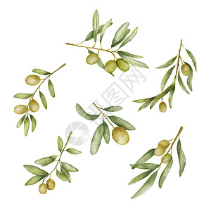 一组绿色橄榄枝水彩画 手绘图纸 用白色背景上隔绝的橄榄叶绘制图解 地中海烹饪食品图片