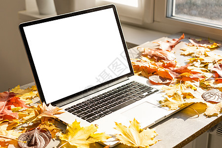 露台上的空白屏幕笔记本电脑 拥有美丽的秋色红黄枫叶背景 用于展示展示 营销 广告概念的复制空间木头监视器工作商业公园桌子产品职场图片