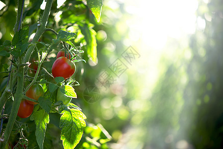 在灌木林绿叶中将成熟的红梅西红番茄集中起来 在温室中种植蔬菜图片