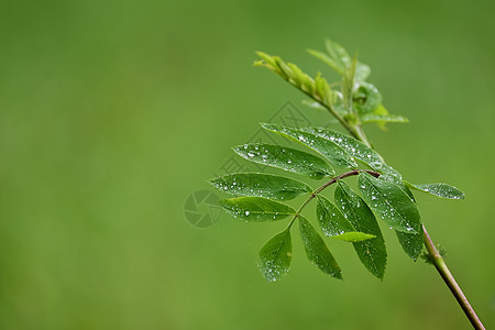 欧洲山灰 罗班叶上的雨滴花园花梨木植物宏观水滴液体天气环境树叶生活图片