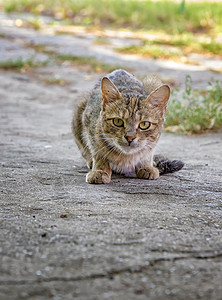 一只野饿猫正在打猎 猫准备跳到她跟踪的东西上面去 - 她正被监视着呢!图片