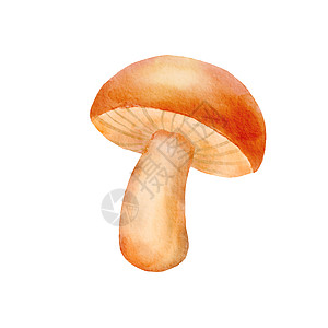 白背景的薄荷蘑菇 秋季森林蘑菇水彩色可爱插图 请见此图片