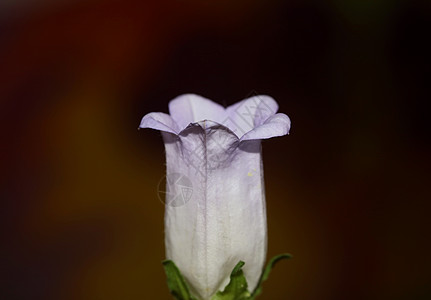 Campanula 中等家庭Campanula中产家庭特写花朵花花 高品质大型印刷品店墙海报小枝国家花粉蓝色叶子紫色紫丁香阳光花图片