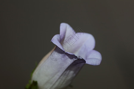 Campanula 中等家庭Campanula中产家庭特写花朵花花 高品质大型印刷品店墙海报紫丁香叶子花粉假期铃花墙纸生长国家宏图片