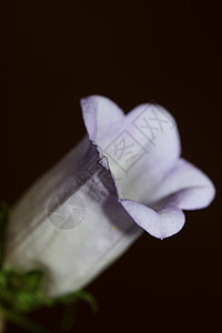 Campanula 中等家庭Campanula中产家庭特写花朵花花 高品质大型印刷品店墙海报阳光花粉植物群花瓣铃花小枝农村生长庆图片