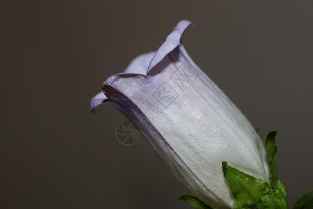 Campanula 中等家庭Campanula中产家庭特写花朵花花 高品质大型印刷品店墙海报阳光小枝庆典生长国家农村宏观蓝色花粉图片