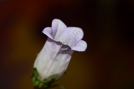 Campanula 中等家庭Campanula中产家庭特写花朵花花 高品质大型印刷品店墙海报铃花蓝色生长墙纸小枝农村阳光紫丁香环图片