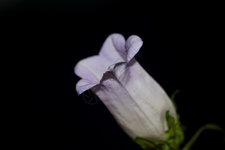 Campanula 中等家庭Campanula中产家庭特写花朵花花 高品质大型印刷品店墙海报铃花阳光环境墙纸国家生长植物群紫丁香图片