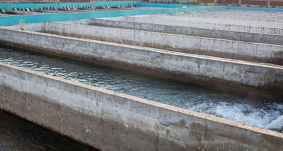 在混凝土池中种植金鳟鱼和其他鱼类运河水库圆圈淡水水产配种池塘蓝色环境食物图片