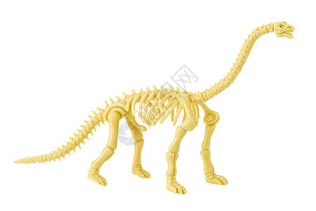 孤立在白色上的恐龙骨骼模型玩具生物考古学科学古生物学雕像塑料动物侏罗纪化石图片