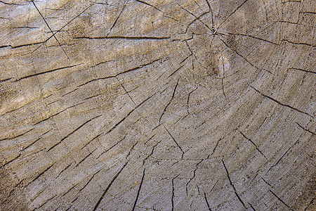 木质原木质背景 特写日志木材粮食橡木戒指木板时间生长裂缝圆圈图片