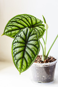 Alocasia 植物将盛开 用一朵小花朵图片