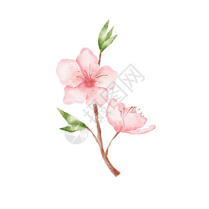 樱花插图的分支 水彩画沙库拉日本花朵在白色上被孤立树叶绘画艺术花店花园叶子植物群花瓣植物图片