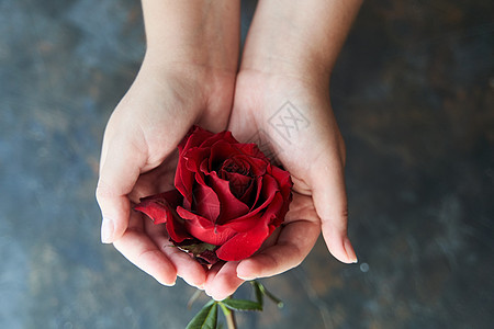 红玫瑰芽在黑暗背景的女人们手中植物礼物花瓣绿色女性浪漫摄影人手男性庆典图片