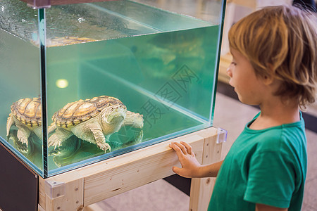 小男孩喜欢大海龟 通过玻璃在天文馆里快乐容器爬行动物生活钦佩公园动物孩子野生动物学习图片