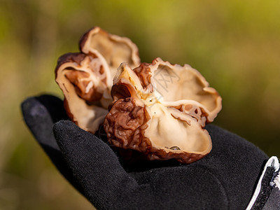 在切片蘑菇的手中 吉罗米特拉埃斯库伦塔图片