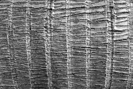 木皮 木本底的灰色纹理植物古董全景橡木风化森林老化树干崎岖皮肤图片