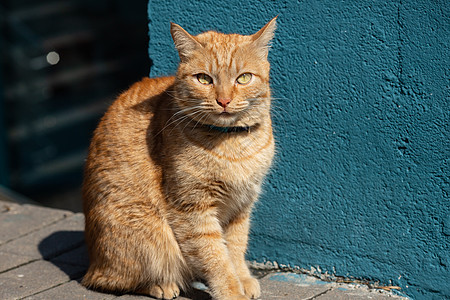 美丽的红猫 带着项圈在散步图片