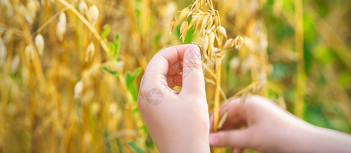 孩子的手握着燕麦耳朵植物季节小麦女孩农村谷物农场喜悦国家场地图片