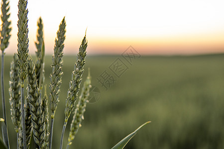 生长在农业领域的年轻绿色麦子 未成熟的谷物 农业 有机食品的概念 小麦发芽生长在土壤中 在日落时特写发芽的小麦种子天空玉米收成季图片