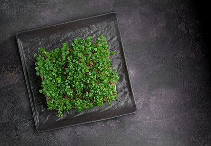 黑底 复制空间 顶视图的微绿色组装 健康生活方式植物叶子饮食农业向日葵厨房草药生物花园营养图片