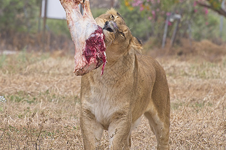 母狮吃一块肉图片